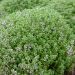 Thym officinal BIO pour potagers d'intérieur