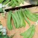 Pois demi-nain mangetout Normand