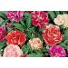 Balsamine Camelia double variée