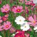Cosmos Sensation varié