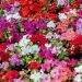 Impatiens Hybride varié