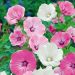 Lavatère variée à grandes fleurs
