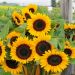 Tournesol à fleur géante