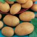 Pomme de terre Monalisa