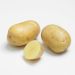 Pomme de terre PRIMLADY ®