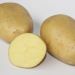 Pomme de terre Maiwen