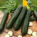 Courgette verte noire maraîchère