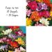 Freesias en mélange : 20 Simples + 20 Doubles