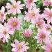 Cosmos Flamingo