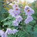Dahlia Arbre Imperialis