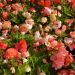 Bégonias doubles mélange pastel