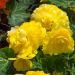Bégonias NON STOP ® Jaune