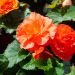 Bégonias NON STOP ® Cuivre