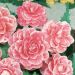 Bégonia à fleurs de camélia