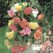 Bégonias Cascades doubles pastel en mélange