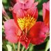 Alstroemere Authion ® Turcallaut