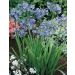 Agapanthe Naine Blue Baby Bleu