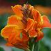 Canna nain Taroudant