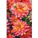 Dahlia nain Valentino