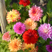 Dahlias nains doubles en mélange