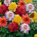 Dahlias à fleurs d'anémones en mélange