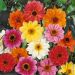 Dahlias nains à feuillage pourpre en mélange