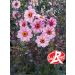 Dahlia nain MYSTIC LADIES ® Candy Eyes