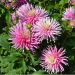Dahlia nain cactus Harry Bo