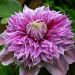 Clématite JosephineTM ‘Evijohill’