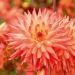 Dahlia cactus à grandes fleurs Java