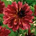 Dahlia décoratif Antibes