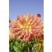 Dahlia Cactus à grandes fleurs Dentelle Eclair