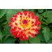 Dahlia décoratif Dynastie