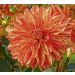 Dahlia décoratif Neo