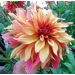 Dahlia Décoratif à Grandes Fleurs French Cancan