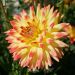 Dahlia cactus à grandes fleurs Aloha