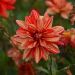 Dahlia buisson Les Sables d’Olonne