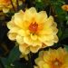 Dahlia buisson Cancun