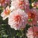 Dahlia buisson Ankara