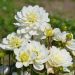 Dahlia buisson Montreuil