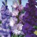 Glaïeuls assortiment Blue Lagon