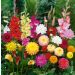 Assortiment carnaval pour massifs