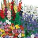 Collection de 100 bulbes assortis pour bouquets