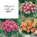 Lot de Dahlias Nains Gallery ®