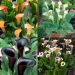 Collection de 6 arums