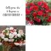 Collection de bégonias CASCADE ODORATA®