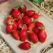 Fraises Gariguette
