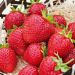 Fraisier Charlotte