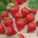 Fraisier Magnum