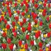 60 bulbes Ambiance Crocus et Tulipe